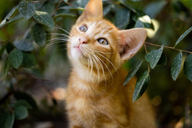 猫が認知症患者にもたらすメリット、デメリット